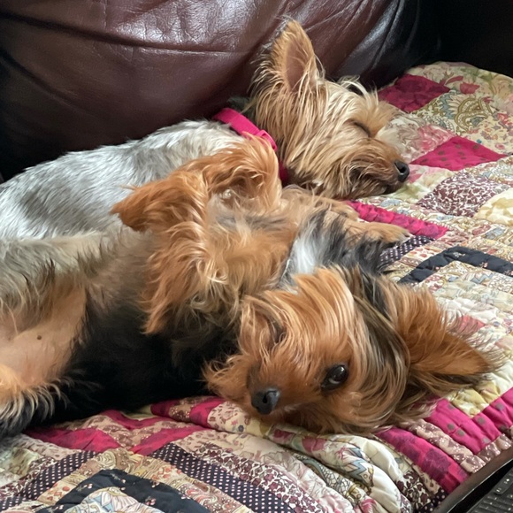 I’ll do anything for my fur baby.. Welcome CoCo - Picture 5 of 7